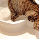 Image for article titled CatGenie Litter Box: The Clean Fresh Smell of Civilization's Discontents